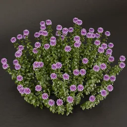 SJ-Delicate Floral Symphony