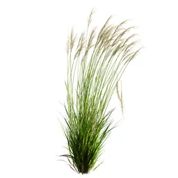 Grass Molinia Caerulea Heidebraut