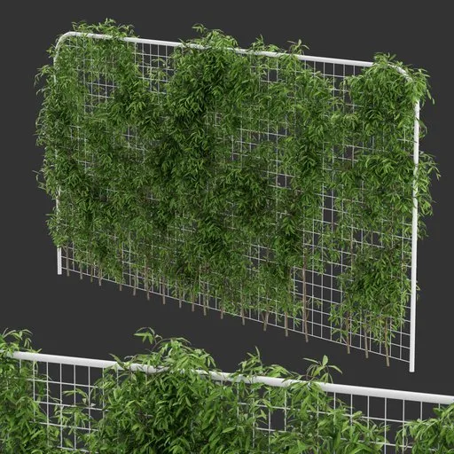Fence Ivy Simple Plant