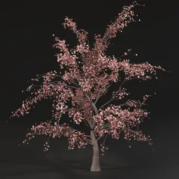 Detailed 3D cherry blossom tree model with pink flowers using Blender 3.6 Cycles renderer.