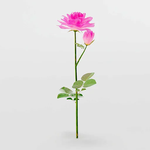 Pink Rose | Bouquets models | Blendkit