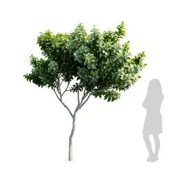 Realistic 3D Michelia Champaca tree model with a female silhouette, featuring 4K textures designed for Blender visualization.