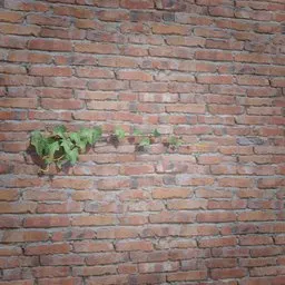 Ivy Creeper Side 1M 04