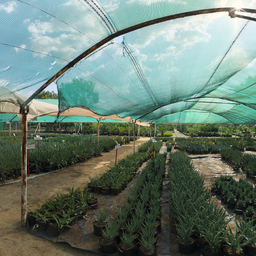 Greenhouse interior with diffused lighting setup for natural scene illumination, featuring rows of aloe plants under a shade cloth.