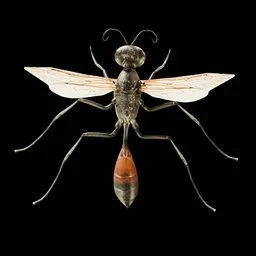 Fly