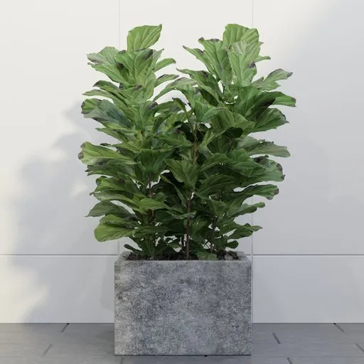Fiddle Leaf Fig Planter Set