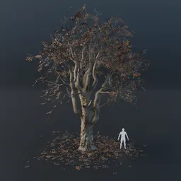 Oak Tree - Gnarled (Autumn)