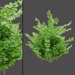 Light Green Variegated Shrub