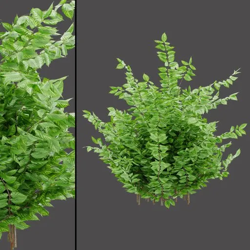Light Green Variegated Shrub