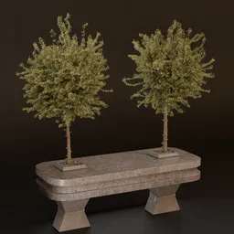 SJ- Rooted Calm Surface
