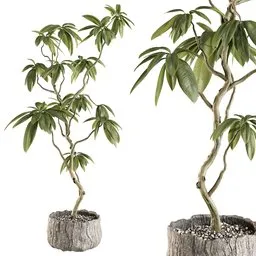 Ficus