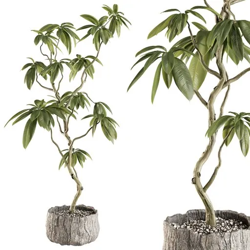 Ficus