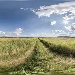 The road in the grass