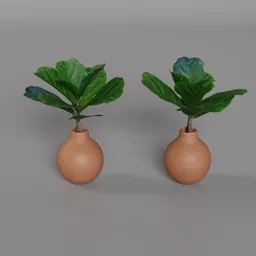 Potted fiddle leaf fig plants