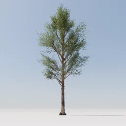 Tree 29