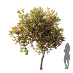 Fruit Tree Amygdalus Persica Peach