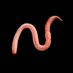 Earthworm