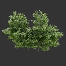 Simple Bush Plant Collection