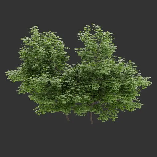 Simple Bush Plant Collection
