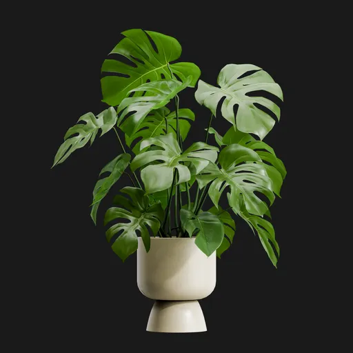 Potted Monstera Deliciosa Plant