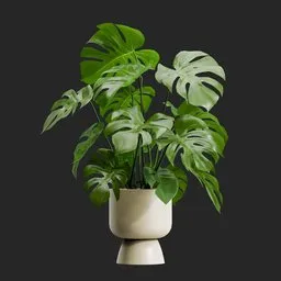 Potted Monstera Deliciosa Plant