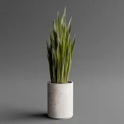 Sansevieria Trifasciata (Snake Plant)