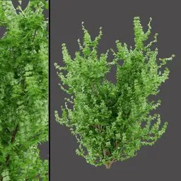Natural Variegated Plant