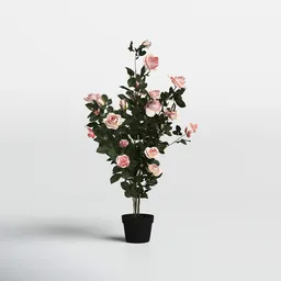 Romantic Indoor Rose Plant