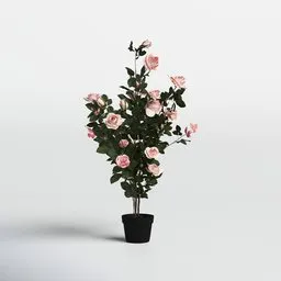 Romantic Indoor Rose Plant