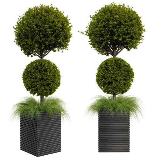 Realistic Blender 3D model of spherical topiary plants in square pots, compatible with cycles render, in centimeter scale.