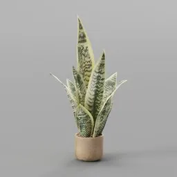 Snake plant ( Sansevieria )