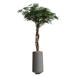 Schefflera Arboricola Umbrella Set