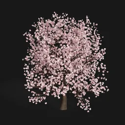 Sakura Tree