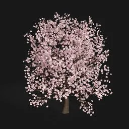 Sakura Tree