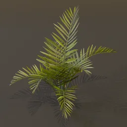 Alexandra Palm Plant Big