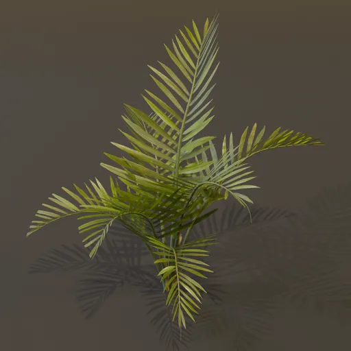 Alexandra Palm Plant Big