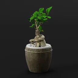 Bonsai Tree