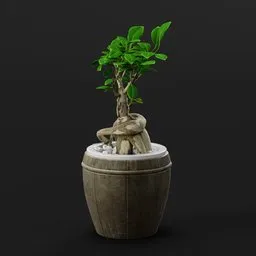 Bonsai Tree