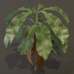 Dracaena Corn Plant Small