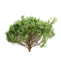 Cistus Albidus Zistrose Decorative03