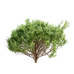 Cistus Albidus Zistrose Decorative03