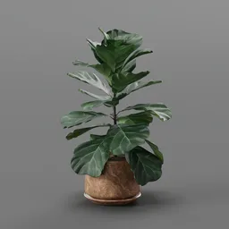 Fiddle Leaf Fig in Pot