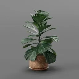 Fiddle Leaf Fig in Pot