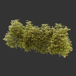 Multiple Bush Autumn Plant