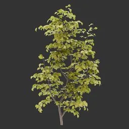 Bush Autumn Plant