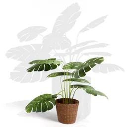 Small Monstera deliciosa