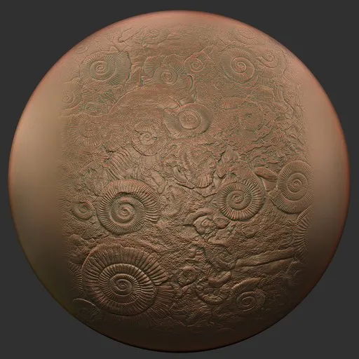 ER Fossil Brush-ammonites