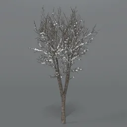 Tree With Snow