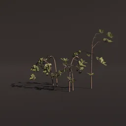 Realistic Blender 3D sapling model with detailed textures and accurate plant geometry for rendering.