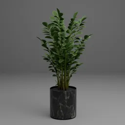 Rubber Plant in Black Marble Pot